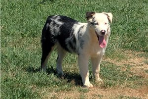 McCoy - Australian Shepherd for sale