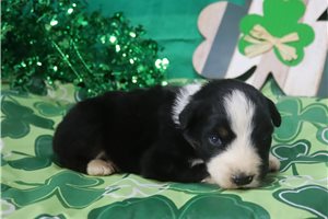 Penny - puppy for sale
