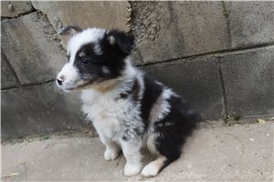 Lorenzo - Australian Shepherd for sale