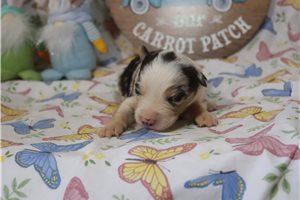 Angel - puppy for sale