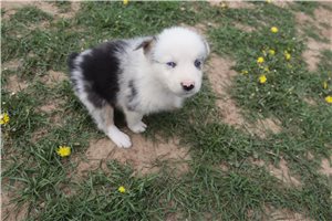 Potter - Australian Shepherd for sale