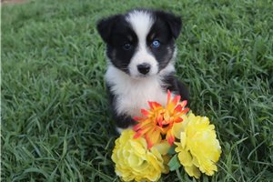 Josie - Australian Shepherd for sale
