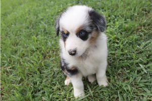 Moose - Australian Shepherd for sale