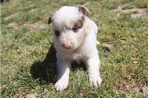 Pheobe - Australian Shepherd for sale