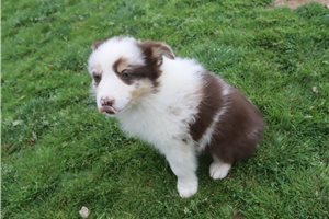 Persephone - Australian Shepherd for sale