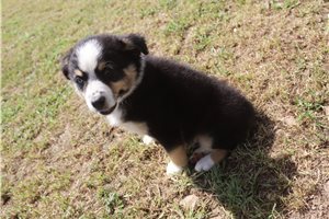 Kenny - Australian Shepherd for sale