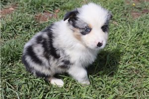 Crystal - Australian Shepherd for sale