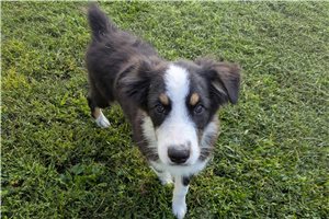 Hugo - Australian Shepherd for sale