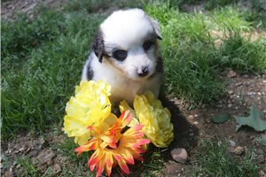 Meredith - Australian Shepherd for sale