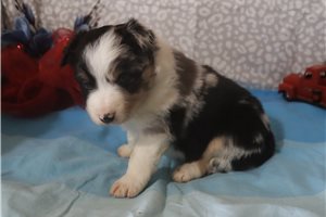 Kingston - puppy for sale