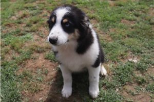 Paige - Australian Shepherd for sale