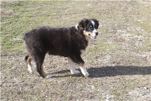 Luiz - Australian Shepherd for sale