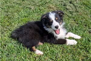 Hugo - Australian Shepherd for sale