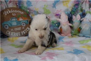 Liam - Australian Shepherd for sale