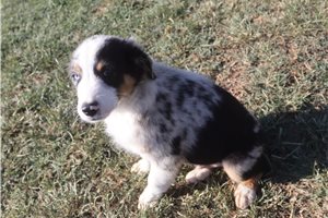 Ashe - Australian Shepherd for sale