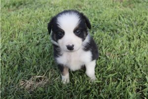 Johnny - Australian Shepherd for sale
