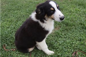 Paige - Australian Shepherd for sale