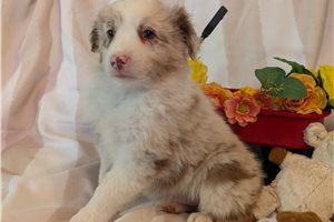 Holden - puppy for sale