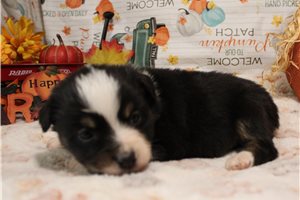 Sara - Australian Shepherd for sale