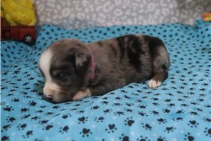 Anise - puppy for sale