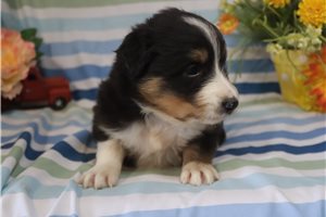 Maggie - Australian Shepherd for sale