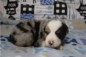 Ashe - Australian Shepherd for sale