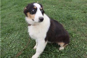 Patricia - Australian Shepherd for sale