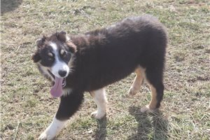 Luigi - Australian Shepherd for sale