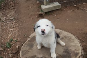 McCoy - Australian Shepherd for sale