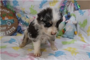 Lorenzo - Australian Shepherd for sale
