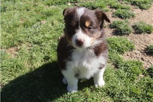 Peaches - Australian Shepherd for sale