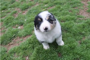 Kingston - Australian Shepherd for sale