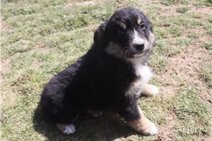 Kennedy - Australian Shepherd for sale