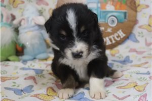 Lucas - Australian Shepherd for sale