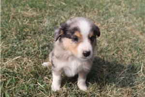 Addison - Australian Shepherd for sale