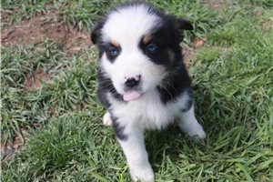 Mirren - Australian Shepherd for sale