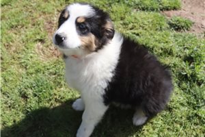 Patricia - Australian Shepherd for sale