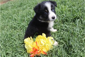 Jennifer - Australian Shepherd for sale