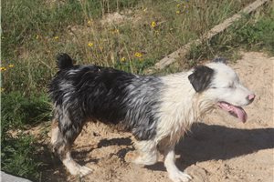 Potter - puppy for sale