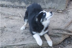 Leila - puppy for sale