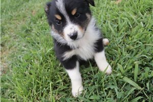 Kole - Australian Shepherd for sale