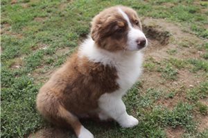 Pluto - Australian Shepherd for sale