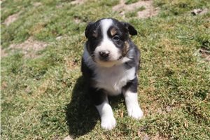 Phillip - Australian Shepherd for sale