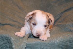 Fawna - puppy for sale