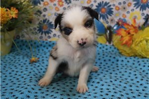 Scout - Australian Shepherd for sale