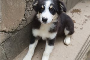 Isaac - puppy for sale