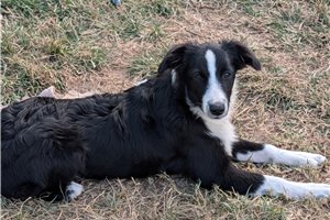 Heather - Australian Shepherd for sale