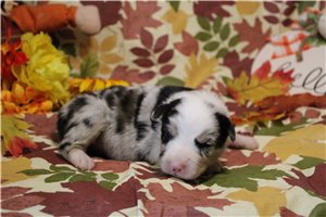 Sarge - Australian Shepherd for sale