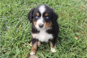 Mack - Australian Shepherd for sale