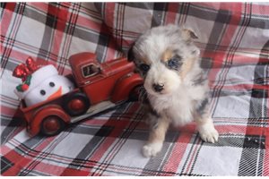 Heika - puppy for sale